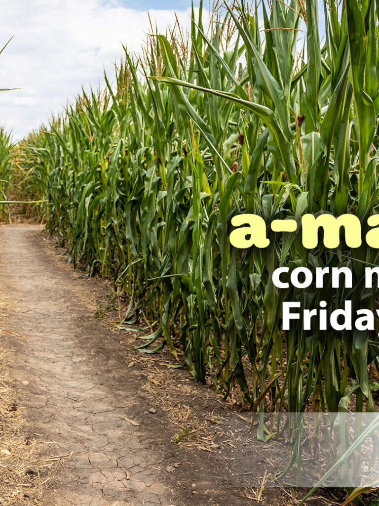 corn-maze-raydiant (1)