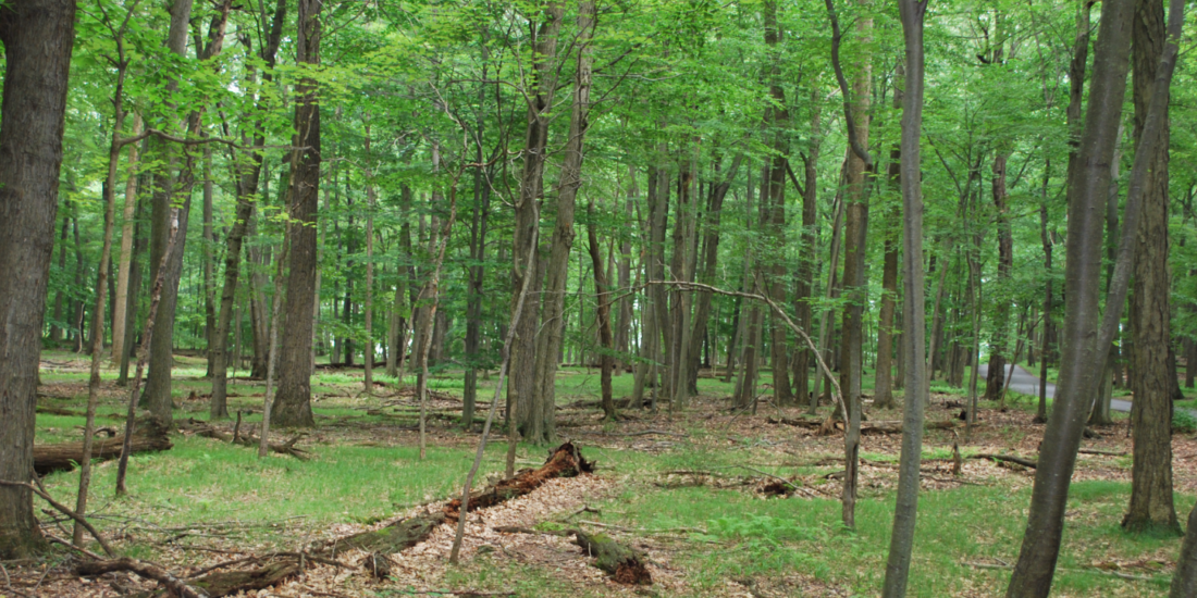 Morristown National Historical Park announces $677,000 for Ecosystem Restoration