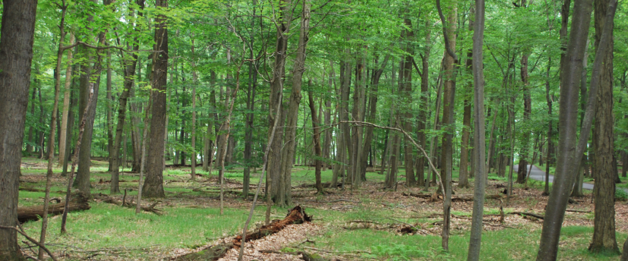 Morristown National Historical Park announces $677,000 for Ecosystem Restoration