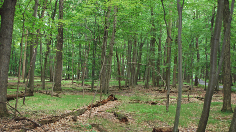 Morristown National Historical Park announces $677,000 for Ecosystem Restoration Morristown National Historical Park announces $677,000 for Ecosystem Restoration
