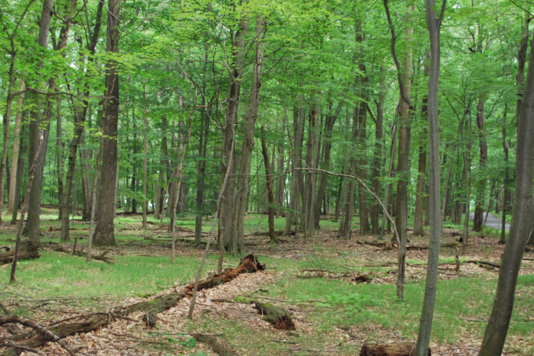 Morristown National Historical Park announces $677,000 for Ecosystem Restoration