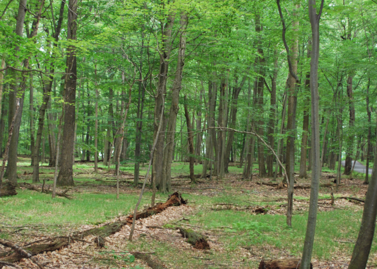 Morristown National Historical Park announces $677,000 for Ecosystem Restoration