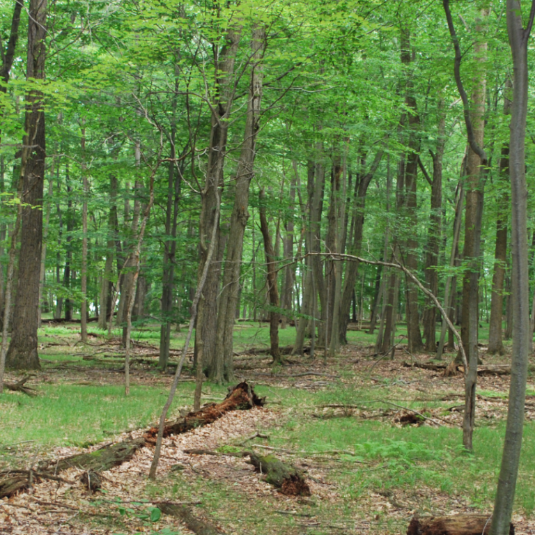 Morristown National Historical Park announces $677,000 for Ecosystem Restoration Morristown National Historical Park announces $677,000 for Ecosystem Restoration