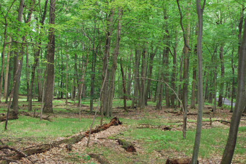 Morristown National Historical Park announces $677,000 for Ecosystem Restoration