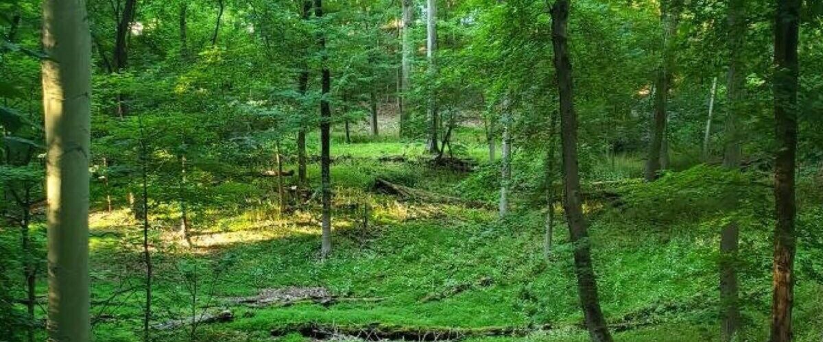 Madison and Drew University Forge Landmark Agreement to Preserve Drew Forest