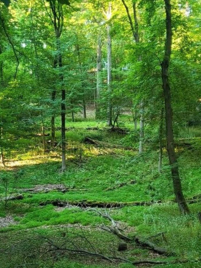 Madison and Drew University Forge Landmark Agreement to Preserve Drew Forest Madison and Drew University Forge Landmark Agreement to Preserve Drew Forest