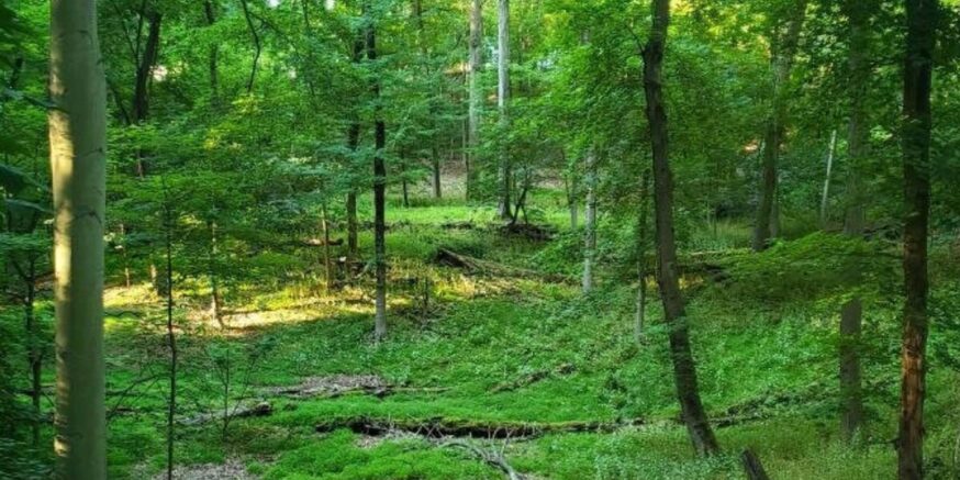 Madison and Drew University Forge Landmark Agreement to Preserve Drew Forest