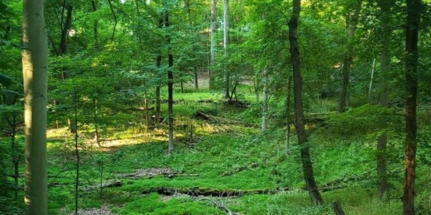 Madison and Drew University Forge Landmark Agreement to Preserve Drew Forest