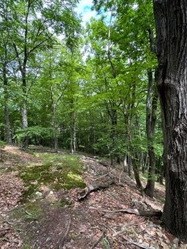 Scenic 11-Acre Parcel Along Raritan River Permanently Protected Scenic 11-Acre Parcel Along Raritan River Permanently Protected