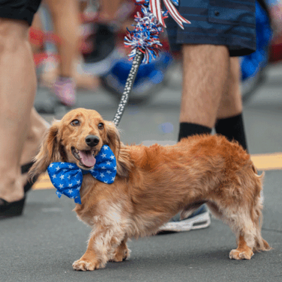 Madison to Host Annual Rose City Dog Day & Parade