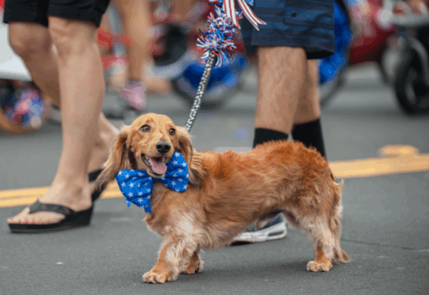 Madison to Host Annual Rose City Dog Day & Parade