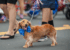 Madison to Host Annual Rose City Dog Day & Parade