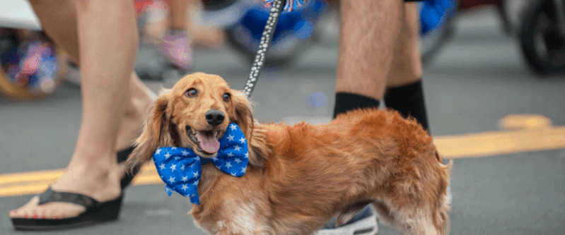 Madison to Host Annual Rose City Dog Day & Parade