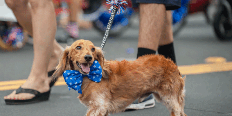 Madison to Host Annual Rose City Dog Day & Parade