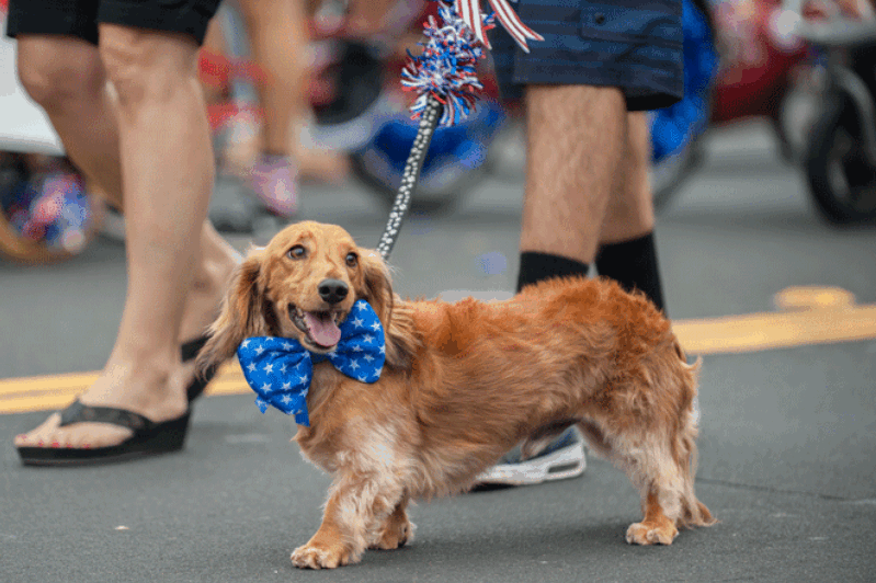Madison to Host Annual Rose City Dog Day & Parade