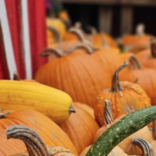 Morris County in September 2026: Festivals, Oktoberfests, and Fall Fun