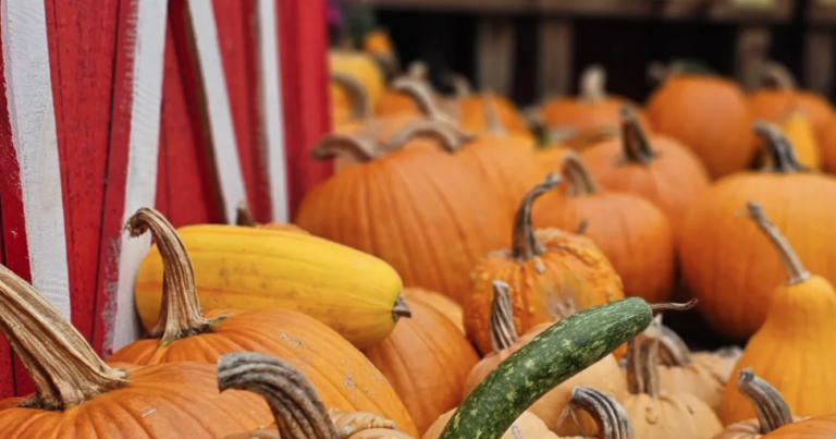 Morris County in September 2026: Festivals, Oktoberfests, and Fall Fun Morris County in September 2026: Festivals, Oktoberfests, and Fall Fun
