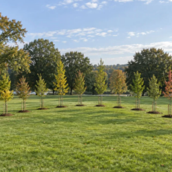Thirteen Colony Trees Planted in Morris County Park for Nation's 250th Anniversary