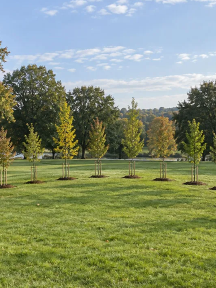 Thirteen Colony Trees Planted in Morris County Park for Nation's 250th Anniversary