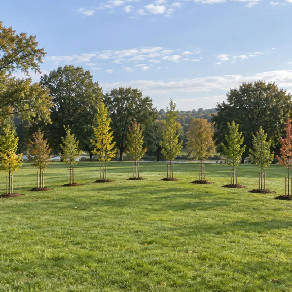 Thirteen Colony Trees Planted in Morris County Park for Nation’s 250th Anniversary Thirteen Colony Trees Planted in Morris County Park for Nation's 250th Anniversary