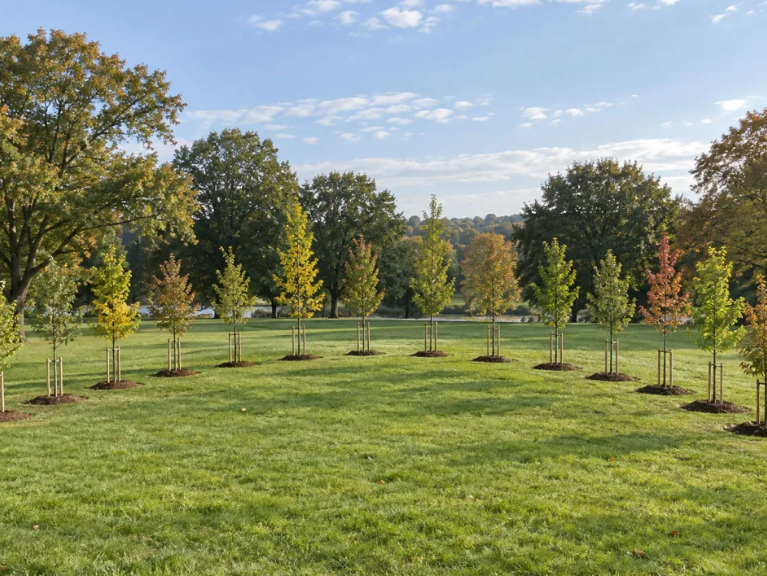 Thirteen Colony Trees Planted in Morris County Park for Nation's 250th Anniversary